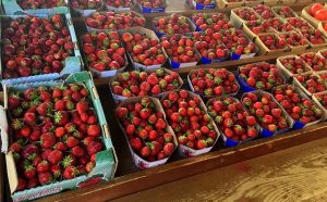 strawberries-840394_640